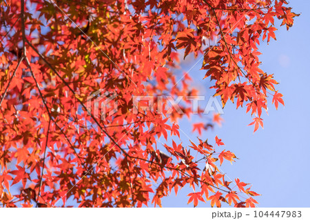 紅葉と青空　赤い楓 104447983