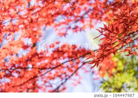 紅葉と青空 赤い楓 紅葉と青空 赤い楓 104447987