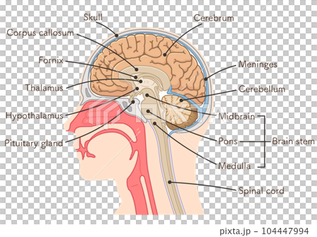 brain、cerebrum、cerebellum、midbrain、pons、medulla、br brain、cerebrum、cerebellum、midbrain、pons、medulla、br 104447994