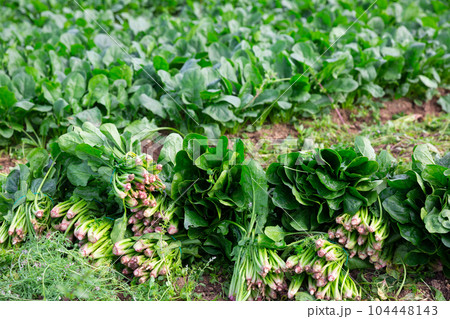 Bunches of ripe spinach on a farm field Bunches of ripe spinach on a farm field 104448143