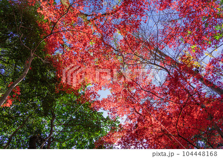 紅葉 赤い楓 紅葉 赤い楓 104448168