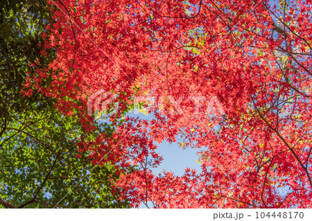 紅葉　赤い楓 104448170