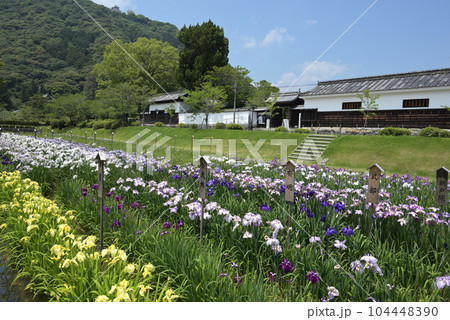 吉香花菖蒲園と吉川史料館。山頂に岩国城(山口県岩国市) 吉香花菖蒲園と吉川史料館。山頂に岩国城(山口県岩国市) 104448390