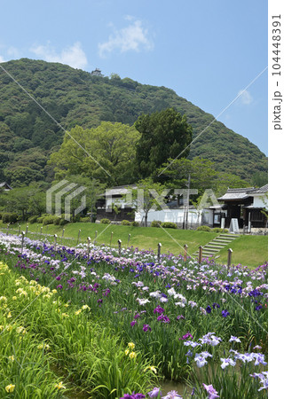 吉香花菖蒲園と吉川史料館。岩国城を仰ぐ(山口県岩国市) 104448391