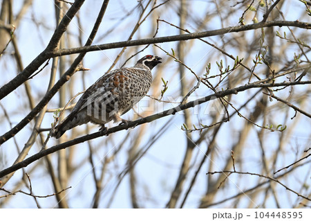 エゾライチョウ⑥(北海道) エゾライチョウ⑥(北海道) 104448595