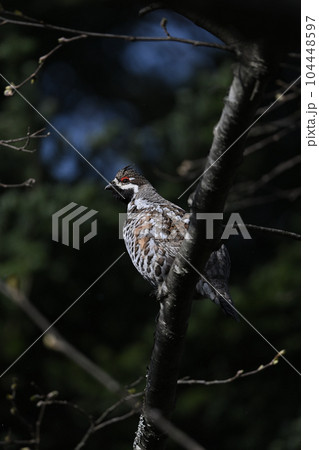エゾライチョウ⑧（北海道） 104448597