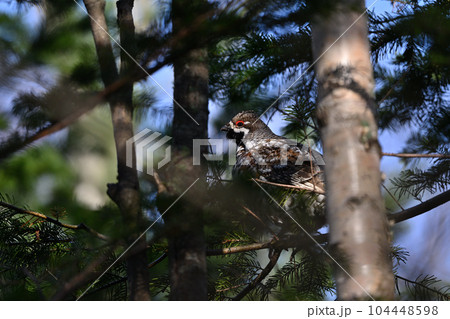 エゾライチョウ⑨（北海道） 104448598