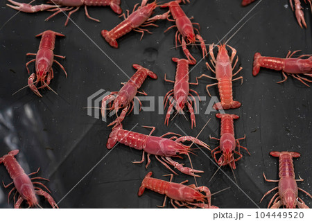 Shrimp for raising for beauty 104449520