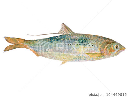 魚(コノシロ)の水彩イラスト 魚(コノシロ)の水彩イラスト 104449816