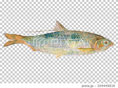 魚(コノシロ)の水彩イラスト 魚(コノシロ)の水彩イラスト 104449816