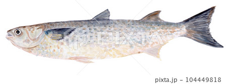魚（ボラ）の水彩イラスト 104449818