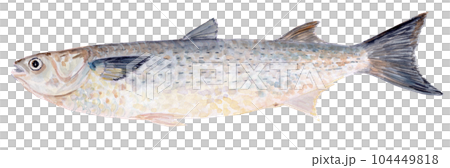 魚（ボラ）の水彩イラスト 104449818
