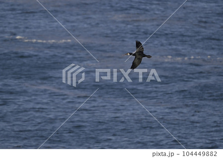 カワウ⑬（北海道） 104449882