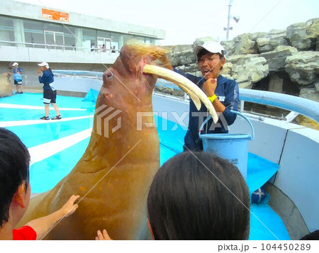 大分マリーンパレス水族館「うみたまご」人気のショータイム 104450289