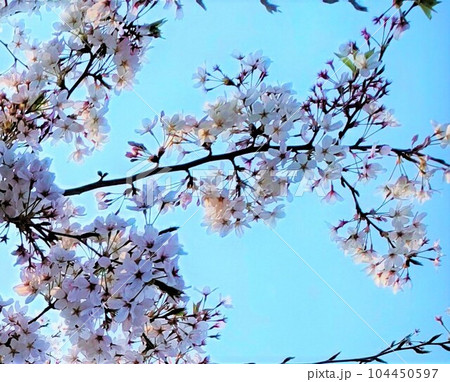 桜 空を見上げて 桜 空を見上げて 104450597