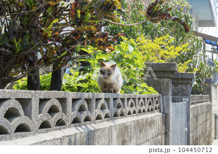 奥武島の島猫達 104450712