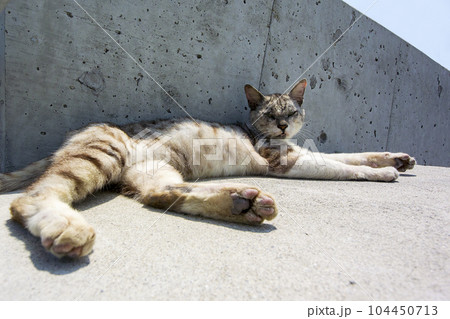 奥武島の島猫達 104450713