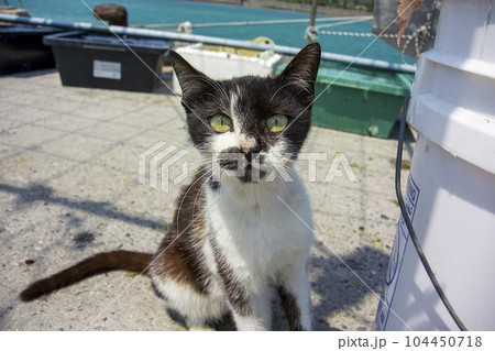 奥武島の島猫達 奥武島の島猫達 104450718