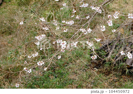 ヤブザクラの花 【相模原市津久井 3月】 ヤブザクラの花 【相模原市津久井 3月】 104450972