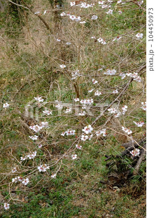 ヤブザクラの花 【相模原市津久井 3月】 ヤブザクラの花 【相模原市津久井 3月】 104450973