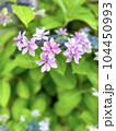 花冠のような可愛い紫色のつぼみやピンクの額紫陽花の背景素材 104450993