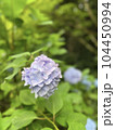 優しいパステルカラーの薄紫色の紫陽花 104450994