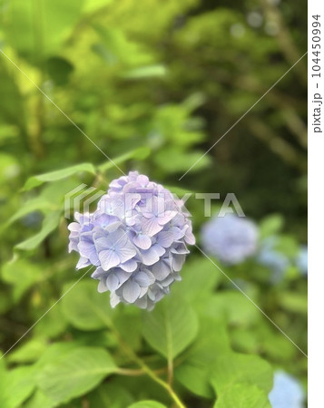 紫陽花パステル画8号 優しいパステルカラーの薄紫色の紫陽花の写真素材 [104450994