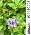 緑の葉の中に一つのピンク、紫色の可愛い額紫陽花 104450996