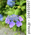 ピンク紫色の額紫陽花がアップになった背景素材 104450997