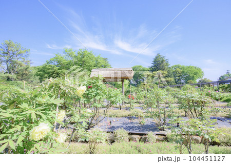 福島　須賀川牡丹園 104451127