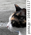 凛とした三毛猫の横顔をクローズアップ 104451517