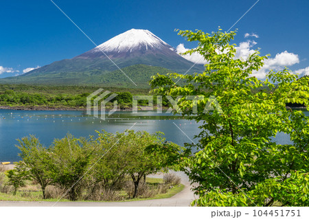 《山梨県》初夏の富士山・精進湖湖畔の新緑 104451751