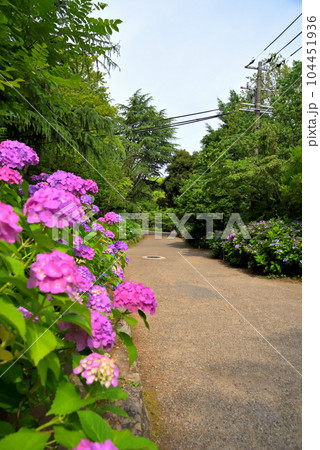 《愛知県》名古屋市鶴舞公園のアジサイ あじさいの散歩道 《愛知県》名古屋市鶴舞公園のアジサイ あじさいの散歩道 104451936