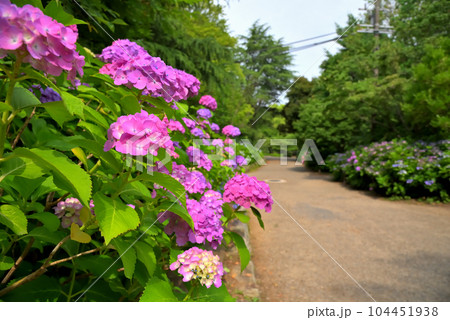 《愛知県》名古屋市鶴舞公園のアジサイ　あじさいの散歩道 104451938