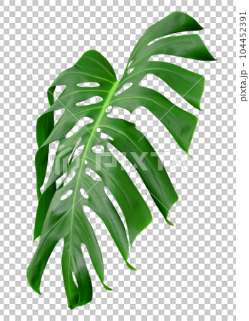 Green leaves pattern,leaf monstera isolated Green leaves pattern,leaf monstera isolated 104452391