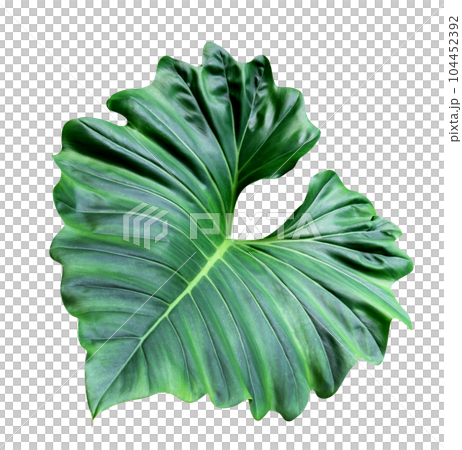 Green leaves pattern of tropical leaf plant isolated 104452392