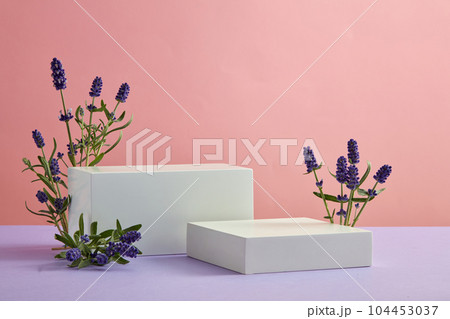 Abstract background for branding and minimal presentation with lavender flower concept. White rectangular podiums arranged with blooming lavender on a pink background. Front view Abstract background for branding and minimal presentation with lavender flower concept. White rectangular podiums arranged with blooming lavender on a pink background. Front view 104453037
