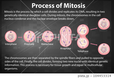 Process of mitosis phases with explanations Process of mitosis phases with explanations 104453314
