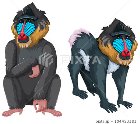 Two mandrills isolated on white background Two mandrills isolated on white background 104453383