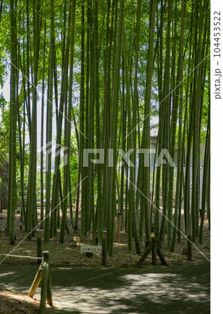 大門竹の子公園の新緑の竹林【エコイメージ】 大門竹の子公園の新緑の竹林【エコイメージ】 104453522