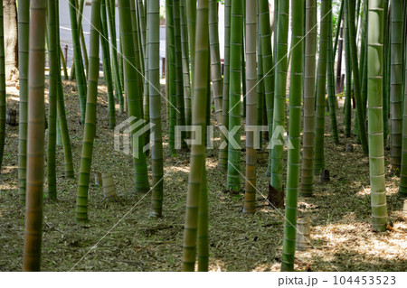 大門竹の子公園の新緑の竹林【エコイメージ】 大門竹の子公園の新緑の竹林【エコイメージ】 104453523