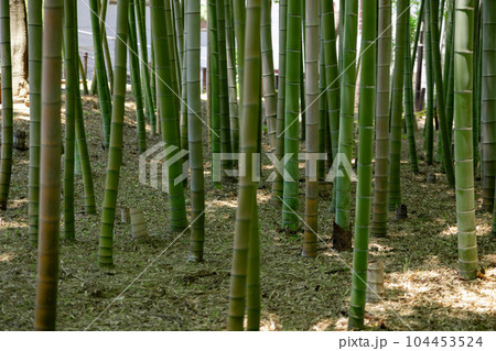 大門竹の子公園の新緑の竹林【エコイメージ】 104453524