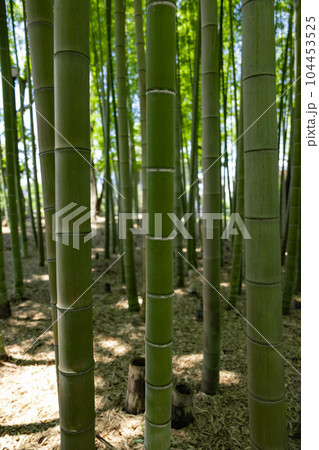 大門竹の子公園の新緑の竹林【エコイメージ】 104453525