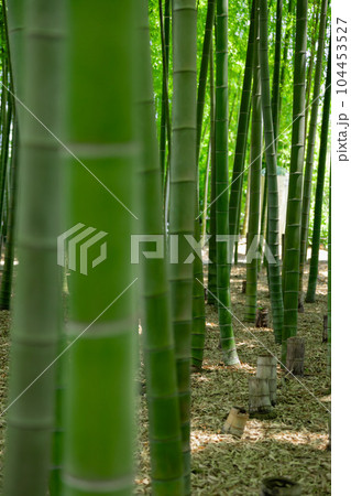 大門竹の子公園の新緑の竹林【エコイメージ】 104453527
