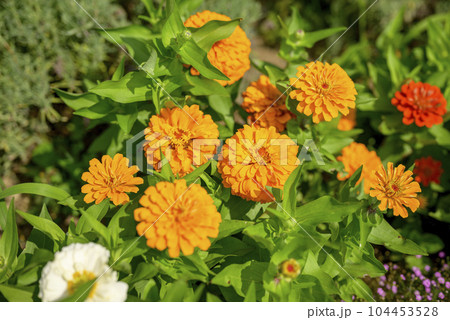 ジニアの花 オレンジ イメージ 104453528