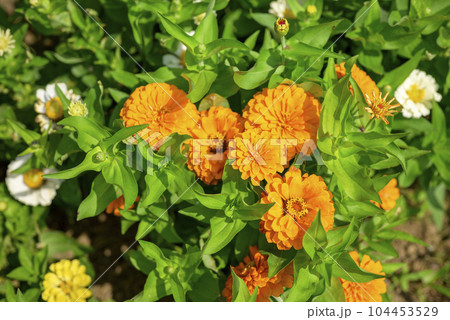 ジニアの花 オレンジ イメージ ジニアの花 オレンジ イメージ 104453529