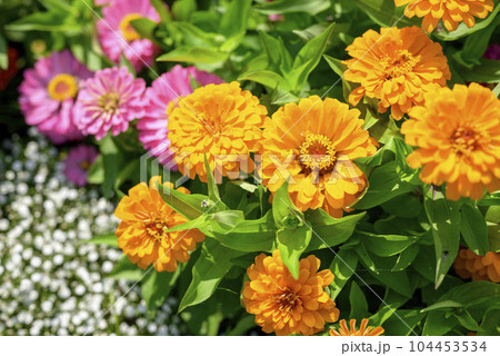 ジニアの花 オレンジ イメージ 104453534