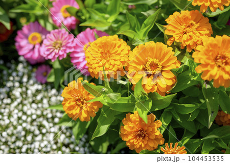 ジニアの花 オレンジ イメージ ジニアの花 オレンジ イメージ 104453535