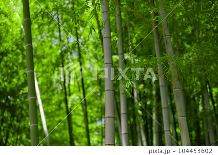 大門竹の子公園の新緑の笹の葉と竹林【エコイメージ】 104453602