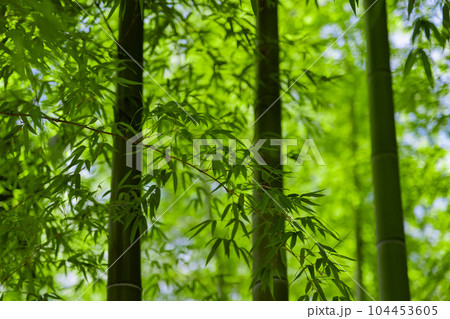 大門竹の子公園の新緑の笹の葉と竹林【エコイメージ】 104453605